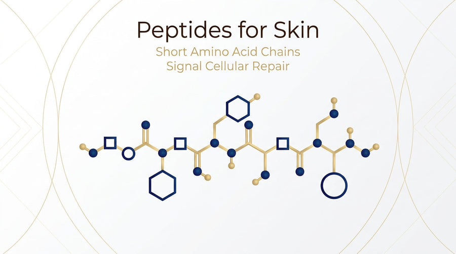 Peptides for skin infographic showing a peptide molecular structure with short amino acid chains that support cellular repair.