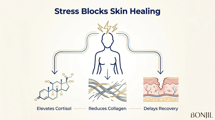 Stress blocking skin healing by elevating cortisol, reducing collagen, and delaying tissue recovery