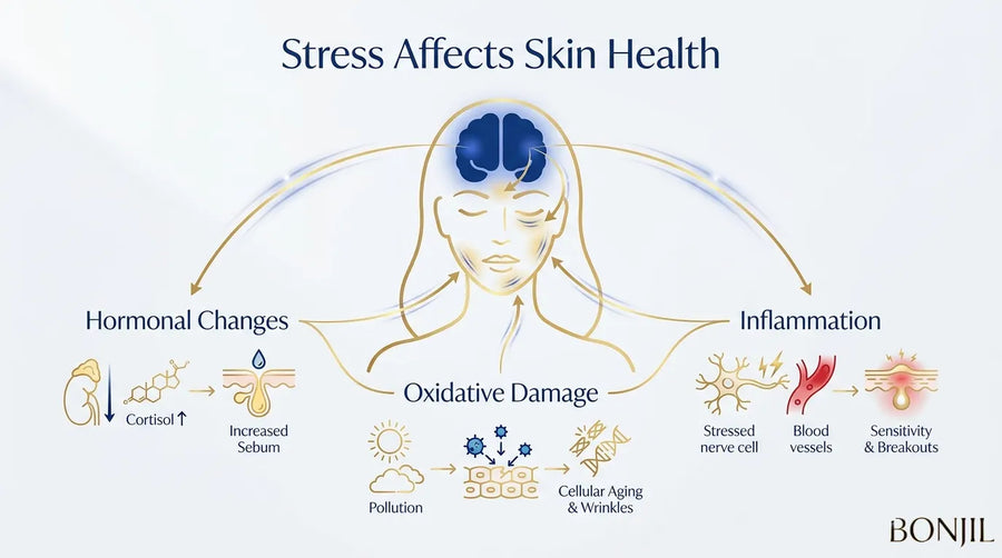 Stress effects on skin health including hormonal changes, oxidative damage, inflammation, sensitivity, and breakouts