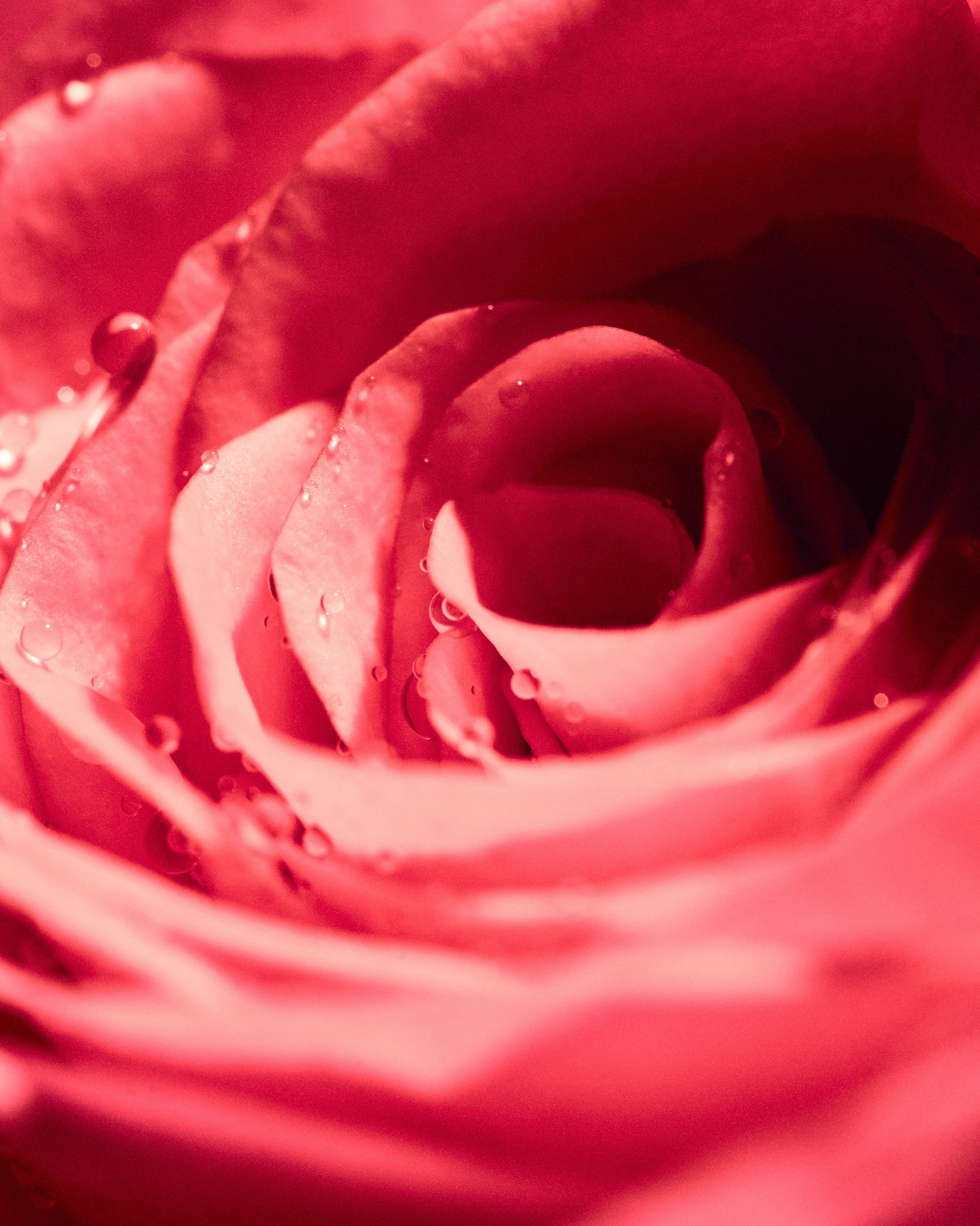 Moroccan Rose