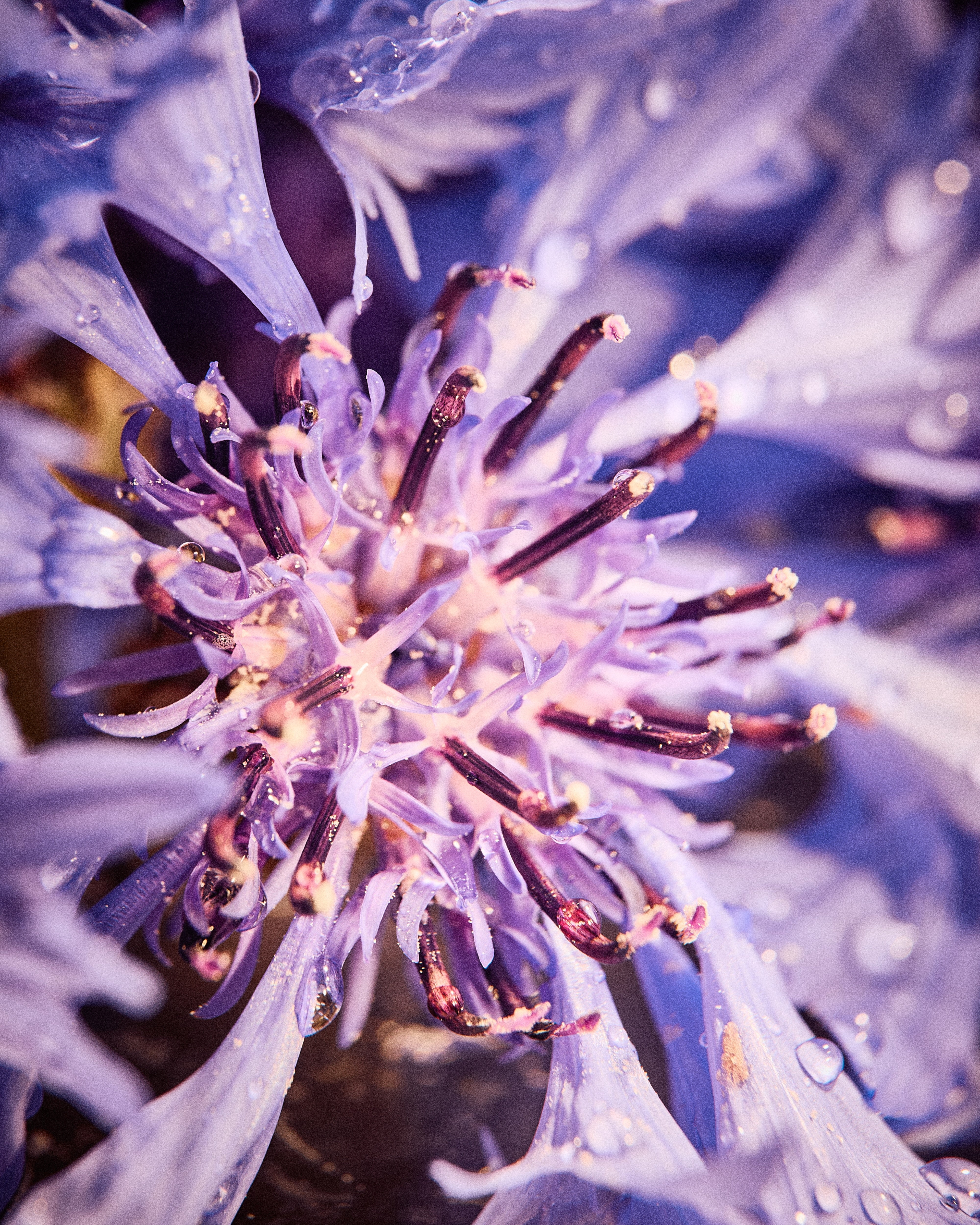 Cornflower Water