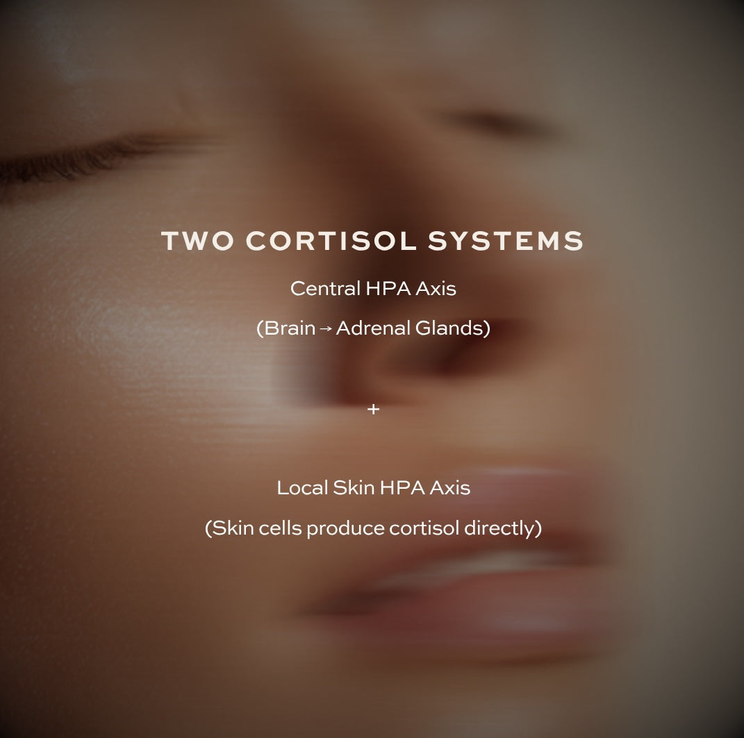 Two Cortisol Systems Diagram