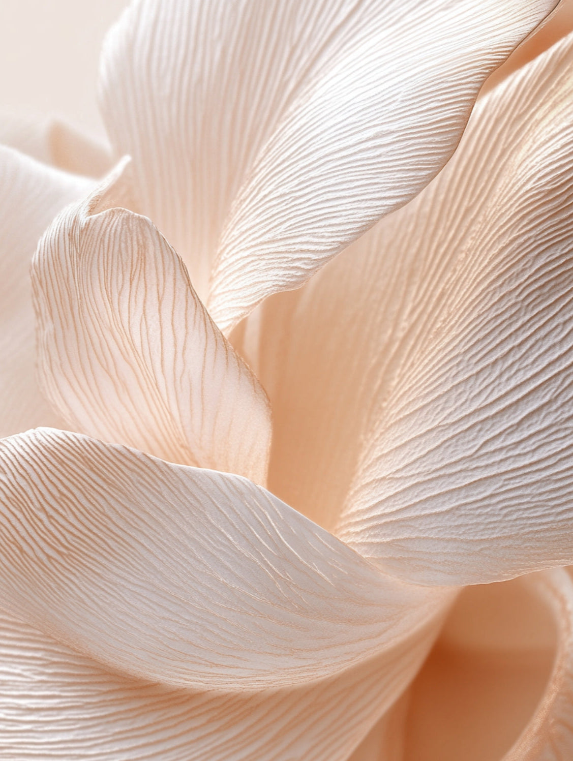 White Peony